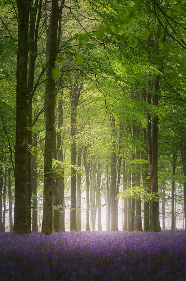 Tall Morning Glow in the Bluebell Forest