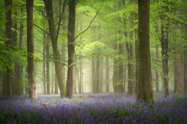 Peace in the Bluebell Woods