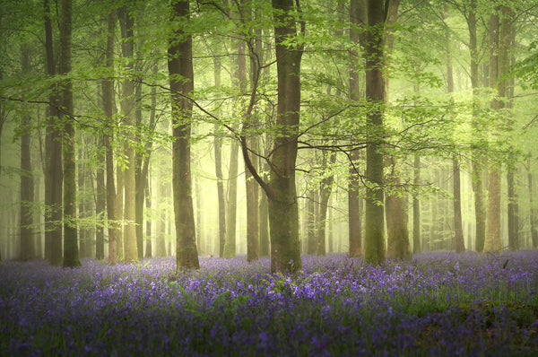 Calming Bluebell Woods