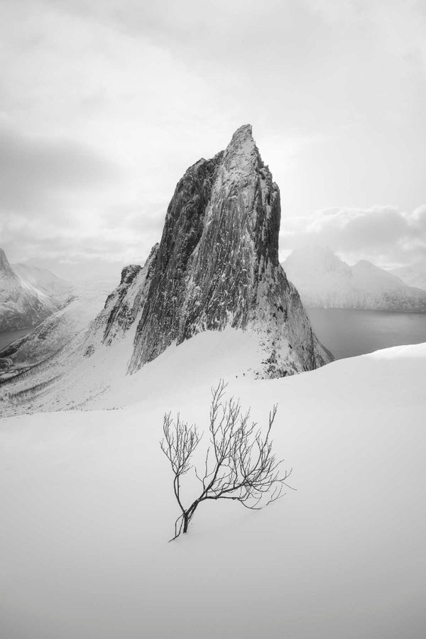 Snowy mountain landscape with a lone tree in the foreground