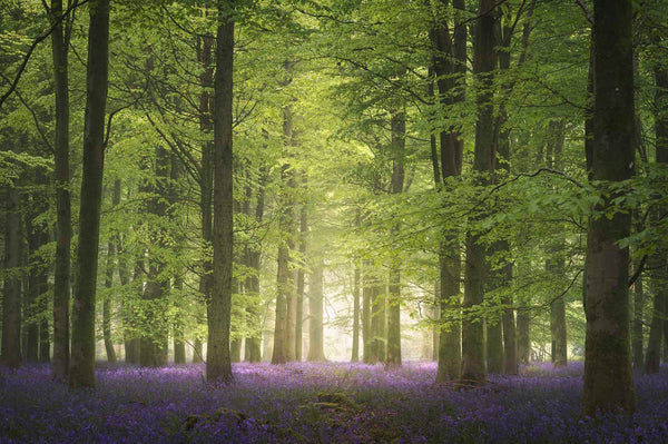 Morning Glow in the Bluebell Forest