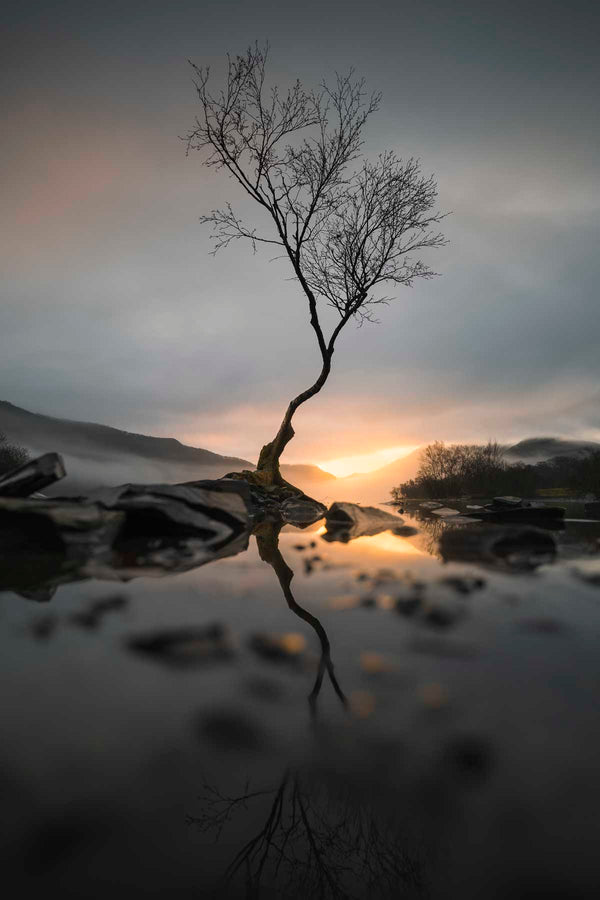 Lone Tree at Llyn Padarn