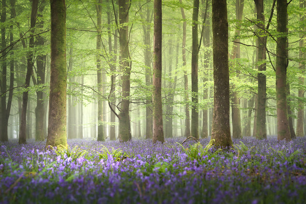 Tranquil Bluebell Forest