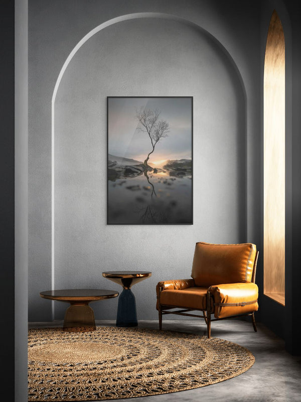 Lone Tree at Llyn Padarn