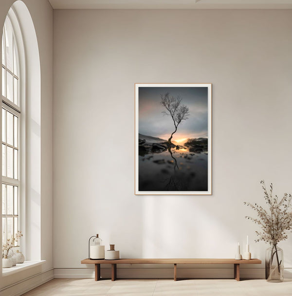 Lone Tree at Llyn Padarn