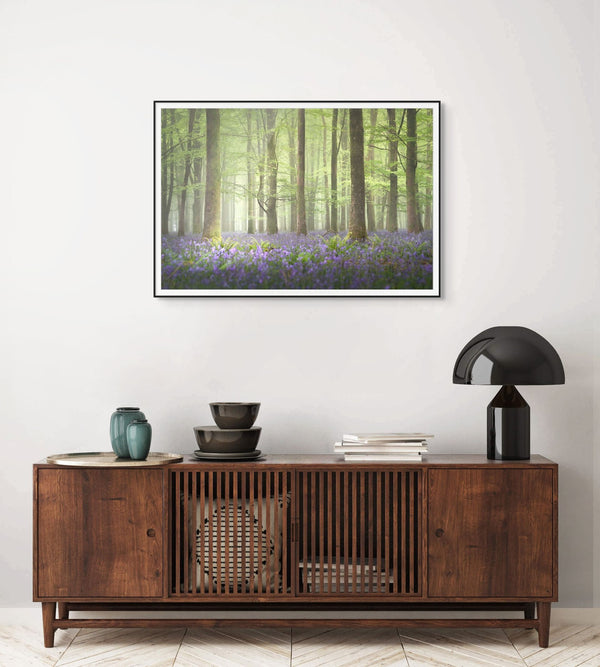 Tranquil Bluebell Forest