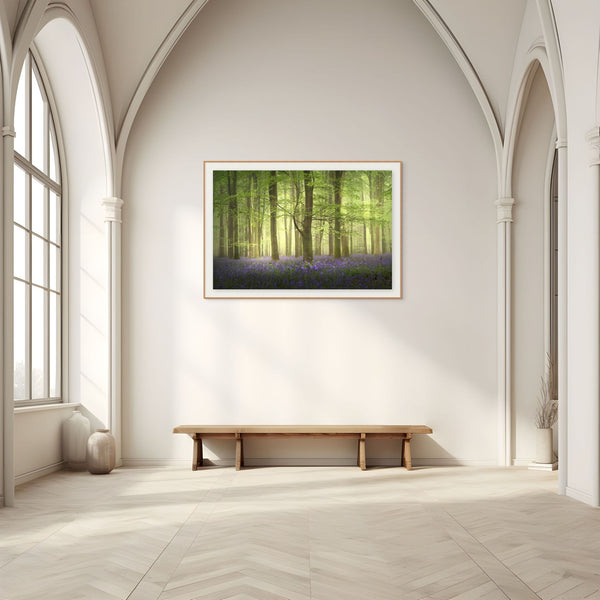 Calming Bluebell Woods